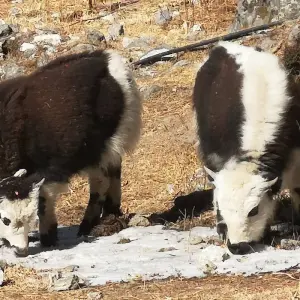 Explore Ideal Langtang Valley Trekking for 9 days with Destination Unlimited Treks and Expeditions Pvt Ltd and discover unforgettable experiences - Photo 5