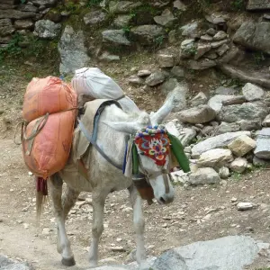 Explore Classic Annapurna Circuit Trek for 12 days with Destination Unlimited Treks and Expeditions Pvt Ltd and discover unforgettable experiences - Photo 8