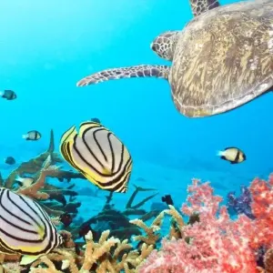 Explore Phi Phi Beach Package for 5 days with Destination Services Thailand and discover unforgettable experiences - Photo 5