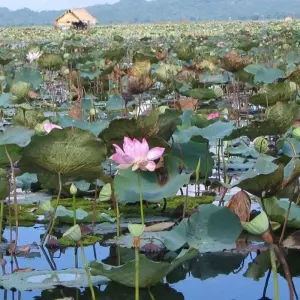 Explore Cambodia Free & Easy Package, Private Tour for 4 days with Destination Services Thailand and discover unforgettable experiences - Photo 3