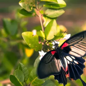 Explore Andaman to Gulf, Small Group Tour for 6 days with Destination Services Thailand and discover unforgettable experiences - Photo 7