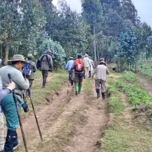 Explore Experience the Margical Gorillas in Uganda (Exclusively Private) for 1 days with Devine African Safaris Ltd and discover unforgettable experiences - Photo 3