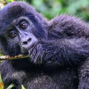 Explore Experience Uganda gorillas, Chimps, Primates & Big Five (Exclusively Private) for 15 days with Devine African Safaris Ltd and discover unforgettable experiences - Photo 4