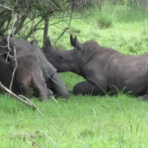 Explore Experience Uganda gorillas, Chimps, Primates & Big Five (Exclusively Private) for 15 days with Devine African Safaris Ltd and discover unforgettable experiences - Photo 6