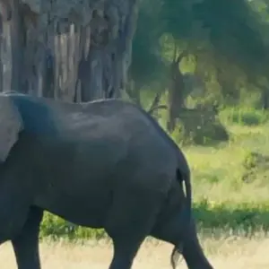 Explore Tanzania Wildebeest Calving Private Safari (January - March) for 8 days with Devine African Safaris Ltd and discover unforgettable experiences - Photo 2