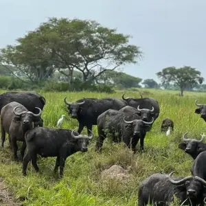 Explore Experience Uganda gorillas, Chimps, Primates & Big Five (Exclusively Private) for 15 days with Devine African Safaris Ltd and discover unforgettable experiences - Photo 8
