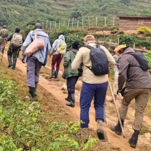 Explore Expereince Rwanda Gorillas, Golden Monkeys & Chimps Tour (Exclusively Private) for 5 days with Devine African Safaris Ltd and discover unforgettable experiences - Photo 2