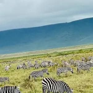 Explore Experience Kenya & Tanzania Wildlife Safari for 9 days with Devine African Safaris Ltd and discover unforgettable experiences - Photo 6