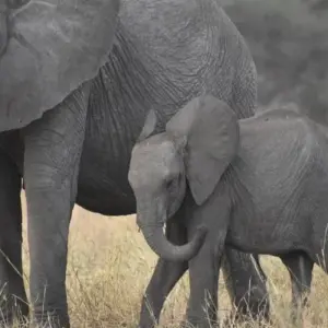 Explore Experience Uganda Gorilla Trekking and Tanzania Migration Safari for 9 days with Devine African Safaris Ltd and discover unforgettable experiences - Photo 2