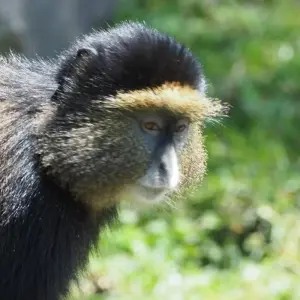 Explore Explore Rwanda Gorillas, Chimps, Golden monkeys, Lake Kivu, Big 5 Safari (Exclusively Private) for 9 days with Devine African Safaris Ltd and discover unforgettable experiences - Photo 3