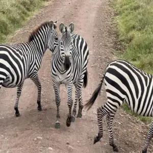 Explore Tanzania Wildebeest Calving Private Safari (January - March) for 8 days with Devine African Safaris Ltd and discover unforgettable experiences - Photo 4