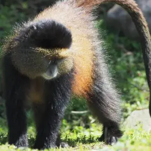 Explore Explore Rwanda Gorillas, Chimps, Golden monkeys, Lake Kivu, Big 5 Safari (Exclusively Private) for 9 days with Devine African Safaris Ltd and discover unforgettable experiences - Photo 4