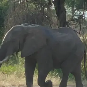 Explore Best of Tanzania Private Safari Daily Departures for 7 days with Devine African Safaris Ltd and discover unforgettable experiences - Photo 7