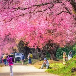 Explore Bangkok Basics & Chiang Mai City Package, Small Group Tour for 6 days with Destination Services Thailand and discover unforgettable experiences - Photo 11