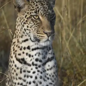 Explore Experience Uganda Gorillas, chimps & Tanzania Migration Safari for 11 days with Devine African Safaris Ltd and discover unforgettable experiences - Photo 4
