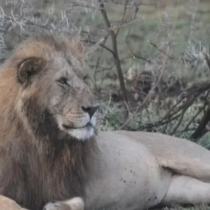 Explore Experience Uganda Gorilla Trekking and Tanzania Migration Safari for 9 days with Devine African Safaris Ltd and discover unforgettable experiences - Photo 5