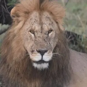 Explore Experience Tanzania Lodge Safari - Serengeti & Ngorongoro Crater for 5 days with Devine African Safaris Ltd and discover unforgettable experiences - Photo 3