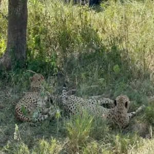 Explore Best of Tanzania Private Safari Daily Departures for 7 days with Devine African Safaris Ltd and discover unforgettable experiences - Photo 9