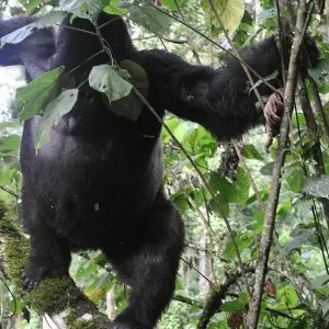 Explore Discover Uganda Gorillas, Chimps + Big 5 & Big Cats (Exclusively Private) for 10 days with Devine African Safaris Ltd and discover unforgettable experiences - Photo 2