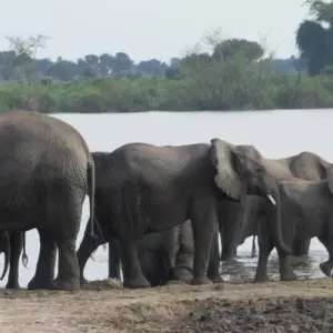 Explore Explore Rwanda Gorillas, Chimps, Golden monkeys, Lake Kivu, Big 5 Safari (Exclusively Private) for 9 days with Devine African Safaris Ltd and discover unforgettable experiences - Photo 6
