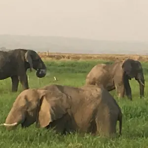 Explore Discover Murchison Falls, Queen Elizabeth NP & Lake Mburo NP Safari for 8 days with Devine African Safaris Ltd and discover unforgettable experiences - Photo 3
