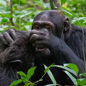 Explore Experience Uganda Gorillas, Chimps & Kenya Great Migration Safari for 11 days with Devine African Safaris Ltd and discover unforgettable experiences - Photo 6