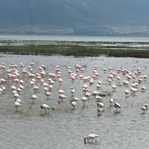 Explore Experience Uganda Gorilla Trekking and Tanzania Migration Safari for 9 days with Devine African Safaris Ltd and discover unforgettable experiences - Photo 8