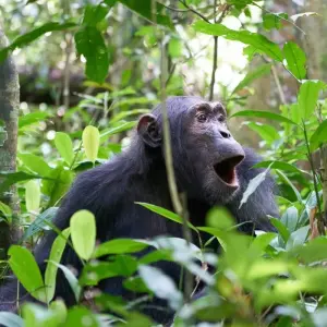Explore Experience Uganda Gorillas, Chimps & Kenya Great Migration Safari for 11 days with Devine African Safaris Ltd and discover unforgettable experiences - Photo 7