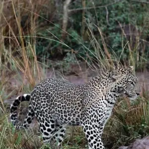 Explore Discover Murchison Falls, Queen Elizabeth NP & Lake Mburo NP Safari for 8 days with Devine African Safaris Ltd and discover unforgettable experiences - Photo 5