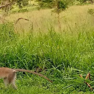 Explore Explore Uganda Queen Elizabeth Np & Lake Mburo NP (Exclusively Private) for 5 days with Devine African Safaris Ltd and discover unforgettable experiences - Photo 5