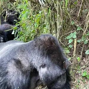 Explore Expereince Rwanda Gorillas, Golden Monkeys & Chimps Tour (Exclusively Private) for 5 days with Devine African Safaris Ltd and discover unforgettable experiences - Photo 9
