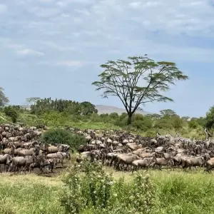 Explore Tanzania Wildebeest Calving Private Safari (January - March) for 8 days with Devine African Safaris Ltd and discover unforgettable experiences - Photo 10
