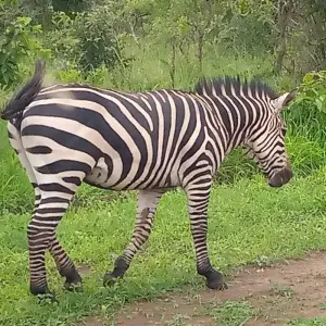 Explore Experience Rwanda & Uganda Gorillas + Big 5 (Exclusively Private) for 5 days with Devine African Safaris Ltd and discover unforgettable experiences - Photo 3