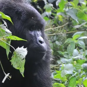 Explore Experience Rwanda Gorillas & Golden monkey trekking tour (Exclusively Private) for 3 days with Devine African Safaris Ltd and discover unforgettable experiences - Photo 3