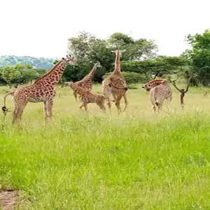 Explore Discover Murchison Falls, Queen Elizabeth NP & Lake Mburo NP Safari for 8 days with Devine African Safaris Ltd and discover unforgettable experiences - Photo 7