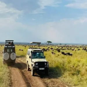 Explore Tanzania Wildebeest Calving Private Safari (January - March) for 8 days with Devine African Safaris Ltd and discover unforgettable experiences - Photo 11