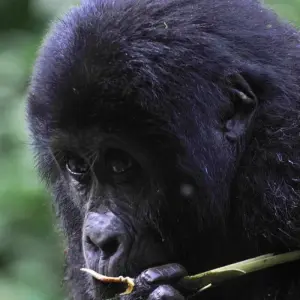 Explore Discover Uganda Gorillas, Chimps + Big 5 & Big Cats (Exclusively Private) for 10 days with Devine African Safaris Ltd and discover unforgettable experiences - Photo 7