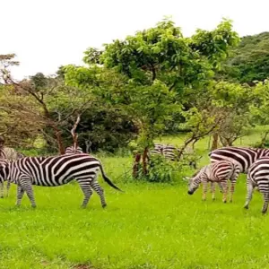 Explore Discover Murchison Falls, Queen Elizabeth NP & Lake Mburo NP Safari for 8 days with Devine African Safaris Ltd and discover unforgettable experiences - Photo 8