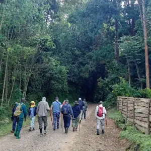 Explore Expereince Rwanda Gorillas, Golden Monkeys & Chimps Tour (Exclusively Private) for 5 days with Devine African Safaris Ltd and discover unforgettable experiences - Photo 11