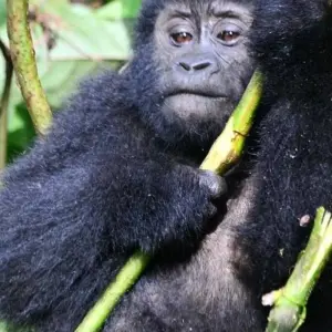 Explore Discover Uganda Gorillas, Chimps + Big 5 & Big Cats (Exclusively Private) for 10 days with Devine African Safaris Ltd and discover unforgettable experiences - Photo 8