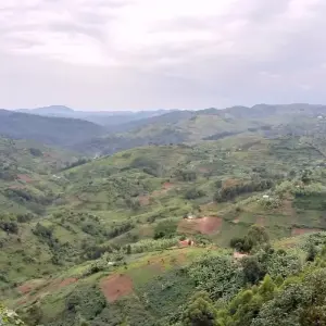 Explore Experience Rwanda Chimps Tracking & Canopy walk in Nyungwe Forest (Exclusively Private) for 3 days with Devine African Safaris Ltd and discover unforgettable experiences - Photo 5