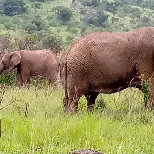Explore Experience Rwanda & Uganda Gorillas + Big 5 (Exclusively Private) for 5 days with Devine African Safaris Ltd and discover unforgettable experiences - Photo 5