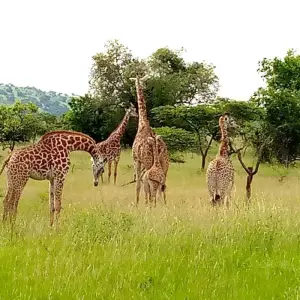 Explore Explore Uganda Murchison Falls Big 5 & Big Cats (Exclusively Private) for 3 days with Devine African Safaris Ltd and discover unforgettable experiences - Photo 8