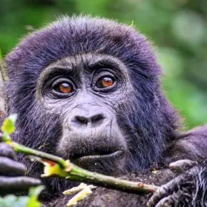 Explore Experience Uganda Gorilla trekking from Kigali (Exclusively Private) for 3 days with Devine African Safaris Ltd and discover unforgettable experiences - Photo 7