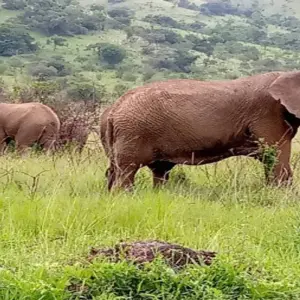 Explore Discover Murchison Falls, Queen Elizabeth NP & Lake Mburo NP Safari for 8 days with Devine African Safaris Ltd and discover unforgettable experiences - Photo 9