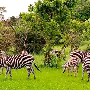 Explore Explore Uganda Queen Elizabeth Np & Lake Mburo NP (Exclusively Private) for 5 days with Devine African Safaris Ltd and discover unforgettable experiences - Photo 8