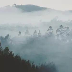 Explore Experience Rwanda Chimps Tracking & Canopy walk in Nyungwe Forest (Exclusively Private) for 3 days with Devine African Safaris Ltd and discover unforgettable experiences - Photo 6