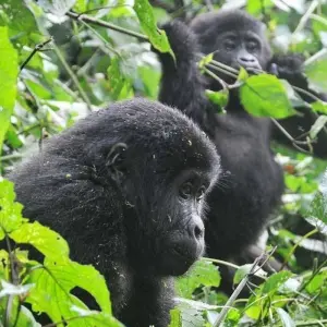 Explore Experience Uganda Gorilla Trekking & Hiking to Dian Fossey Tomb (Exclusively Private) for 6 days with Devine African Safaris Ltd and discover unforgettable experiences - Photo 2