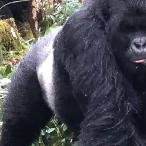 Explore Experience Uganda Gorilla trekking from Kigali (Exclusively Private) for 3 days with Devine African Safaris Ltd and discover unforgettable experiences - Photo 8