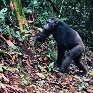 Explore Experience Rwanda Chimps Tracking & Canopy walk in Nyungwe Forest (Exclusively Private) for 3 days with Devine African Safaris Ltd and discover unforgettable experiences - Photo 7